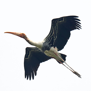 Painted Stork