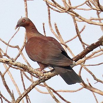 Pale-capped Pigeon