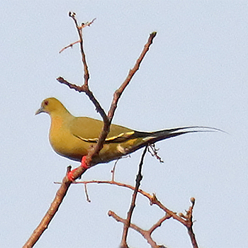 Pin-tailed Green-pigeon