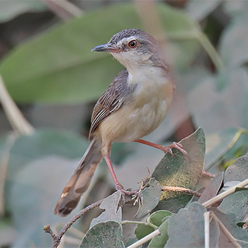 Plain Prinia