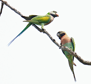 Red-breasted Parakeet