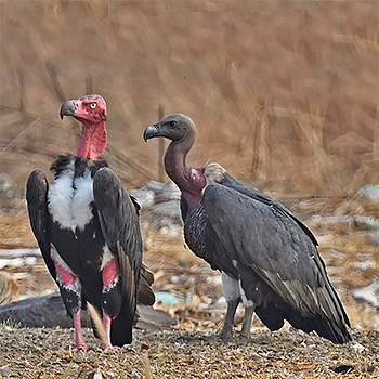 Red-headed and White-rumped Vultures