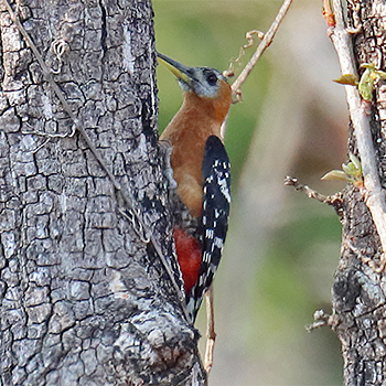 Rufous-bellied Woodpecker