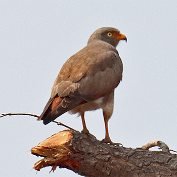 Rufous-winged Buzzard
