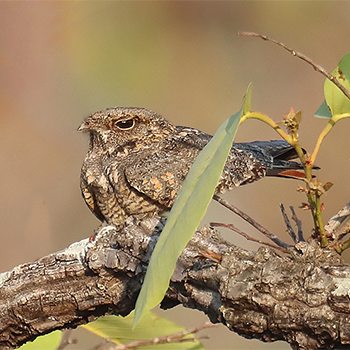 Savanna Nightjar