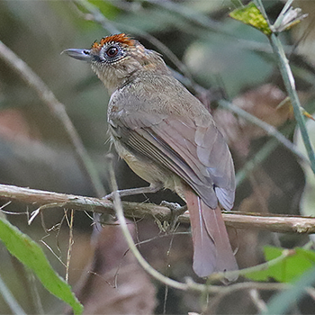 Scaly-crowned Babbler