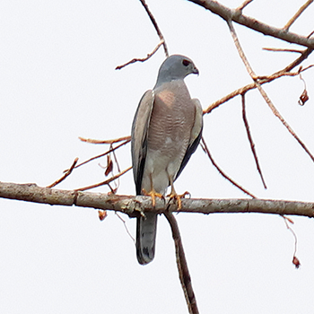 Shikra