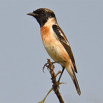 Siberian (Stejneger's) Stonechat