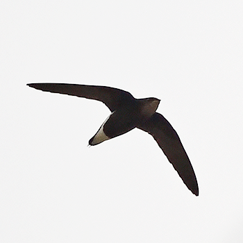 Silver-backed Needletail