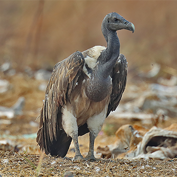 Slender-billed Vulture
