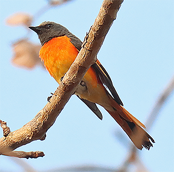 Small Minivet