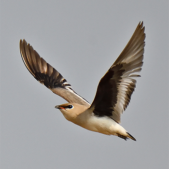Small Pratincole