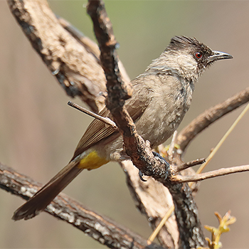 Sooty-headed Bulbul