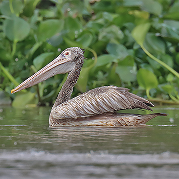 Spot-billed Pelican