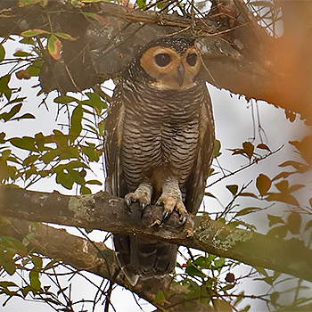 Spotted Wood-owl