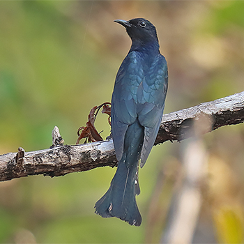 Square-tailed Drongo-cuckoo