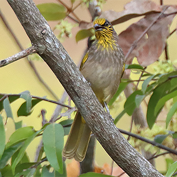 Stripe-throated Bulbul