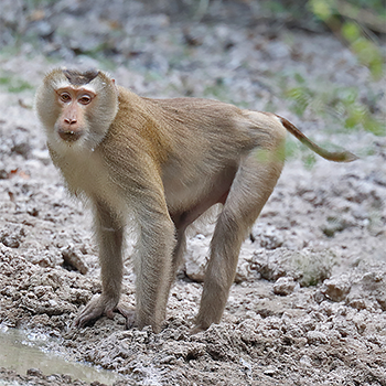 Stub-tailed Macaque