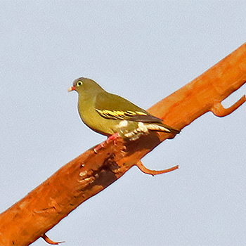 Thick-billed Green-pigeon