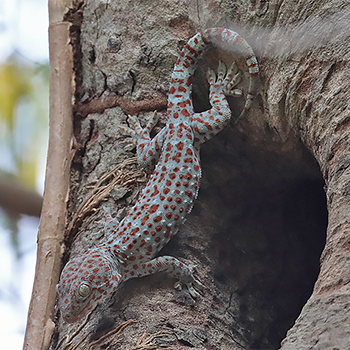 Tokay Gecko
