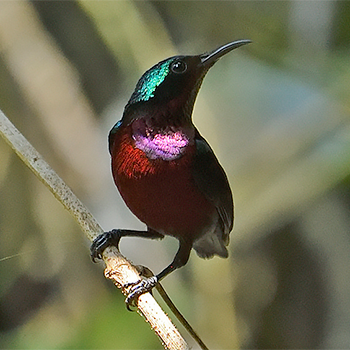 Van Hasselt's Sunbird