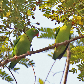 Vernal Hanging-parrot