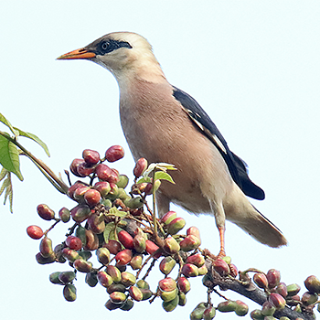 Vinous-breasted Starling