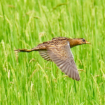 Watercock