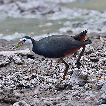 White-breasted Waterhen