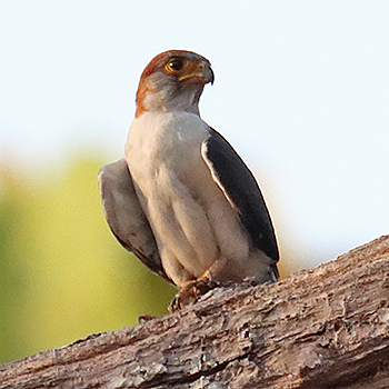 White-rumped Falcon
