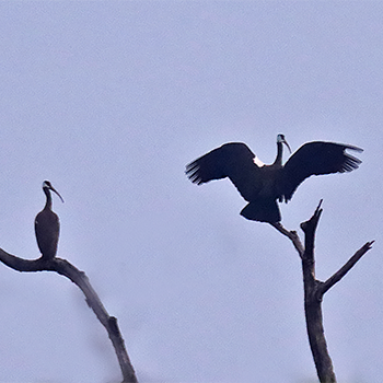 White-shouldered Ibis