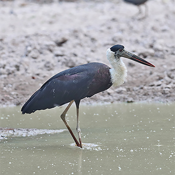 Woolly-necked Stork