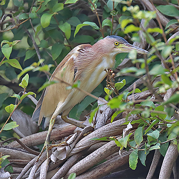 Yellow Bittern