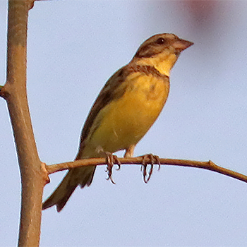 Yellow-breasted Bunting