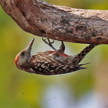 Yellow-crowned Woodpecker