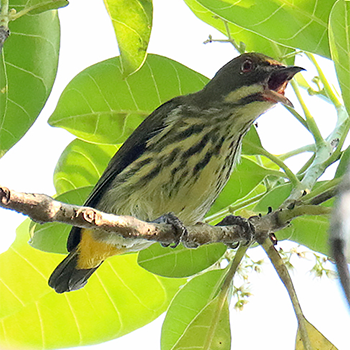Yellow-vented Flowerpecker