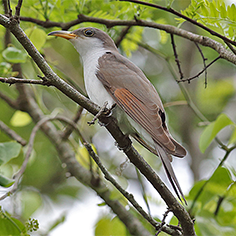 Yellow-billed Cuckoo