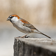 Cape Verde Sparrow