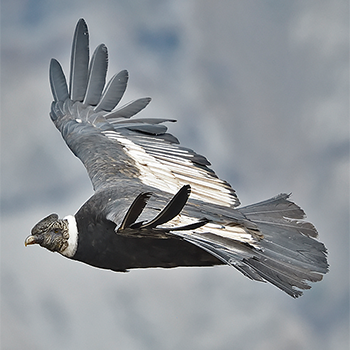 Andean Condor