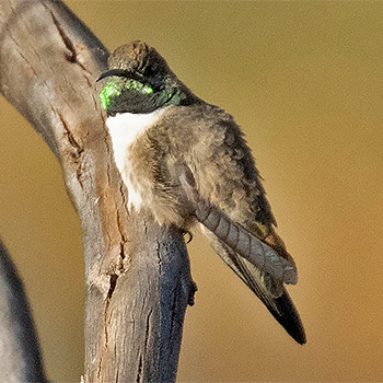 Andean Hillstar