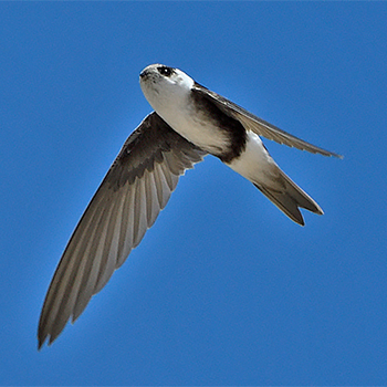 Andean Swift
