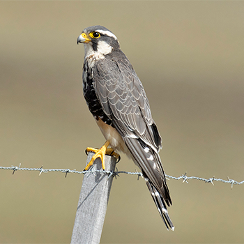 Aplomado Falcon