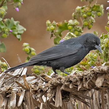 Austral Blackbird