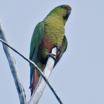 Austral Parakeet
