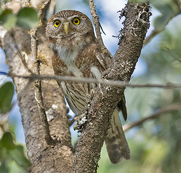 Austral Pygmy-owl