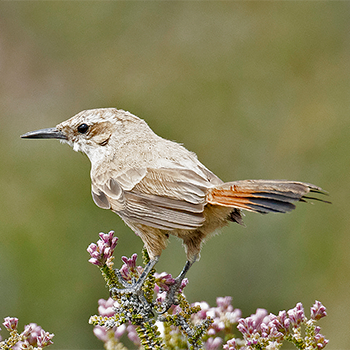 Band-tailed Earthcreeper