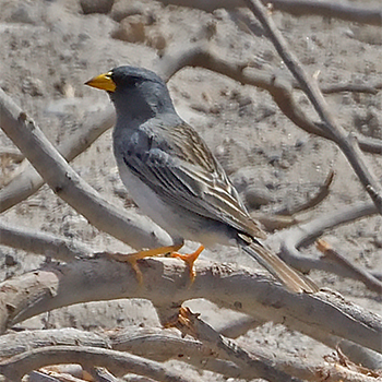 Band-tailed Sierra Finch