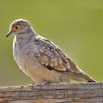Bare-faced Ground Dove