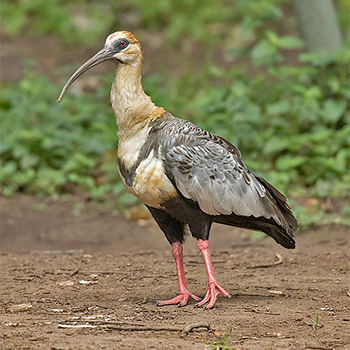 Black-faced Ibis