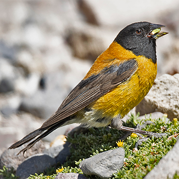 Black-hooded Sierra Finch